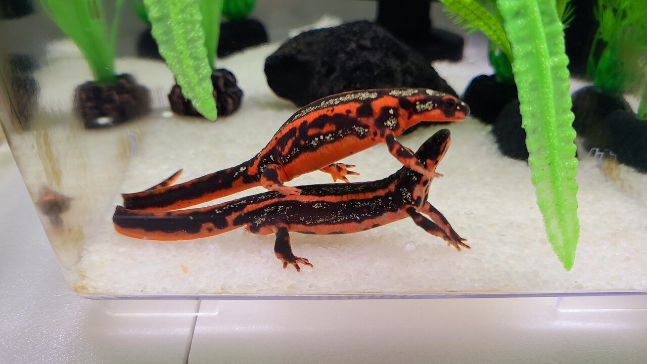 オキナワシリケンイモリ2024CB : トモのイモリ記録