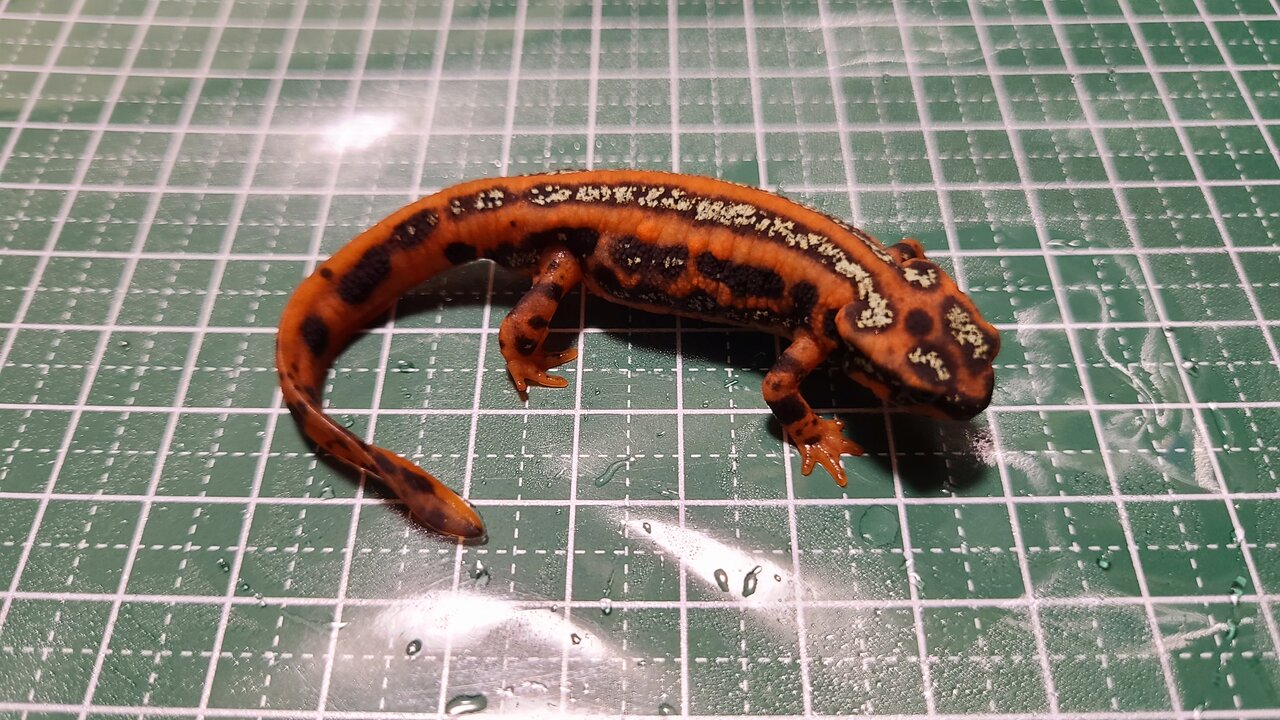 受付終了】マダライモリ(2024CB)トリオ ♂×1 ♀×2 両生類 イモリ