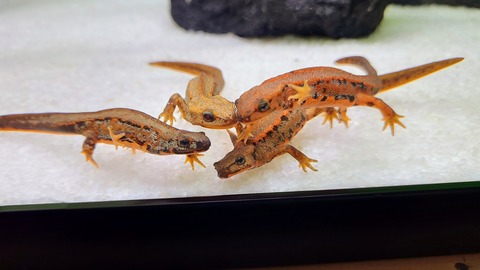 シリケンイモリ 幼体 の飼育説明書 トモのイモリ記録