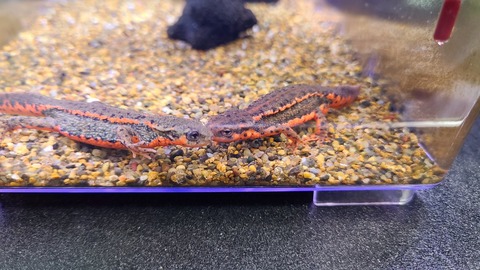 オスも美麗！福江島採取 アカハライモリ ペア 両生類 イモリウム
