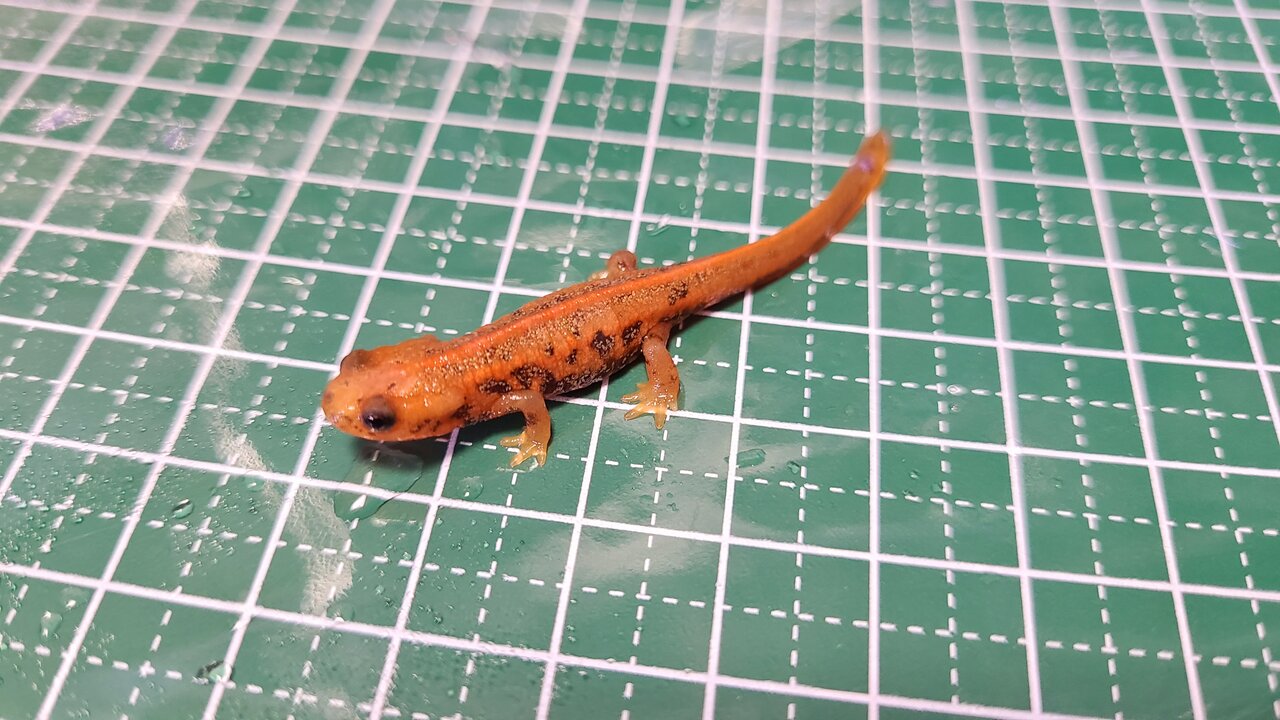 アマミシリケン2022CB : トモのイモリ記録