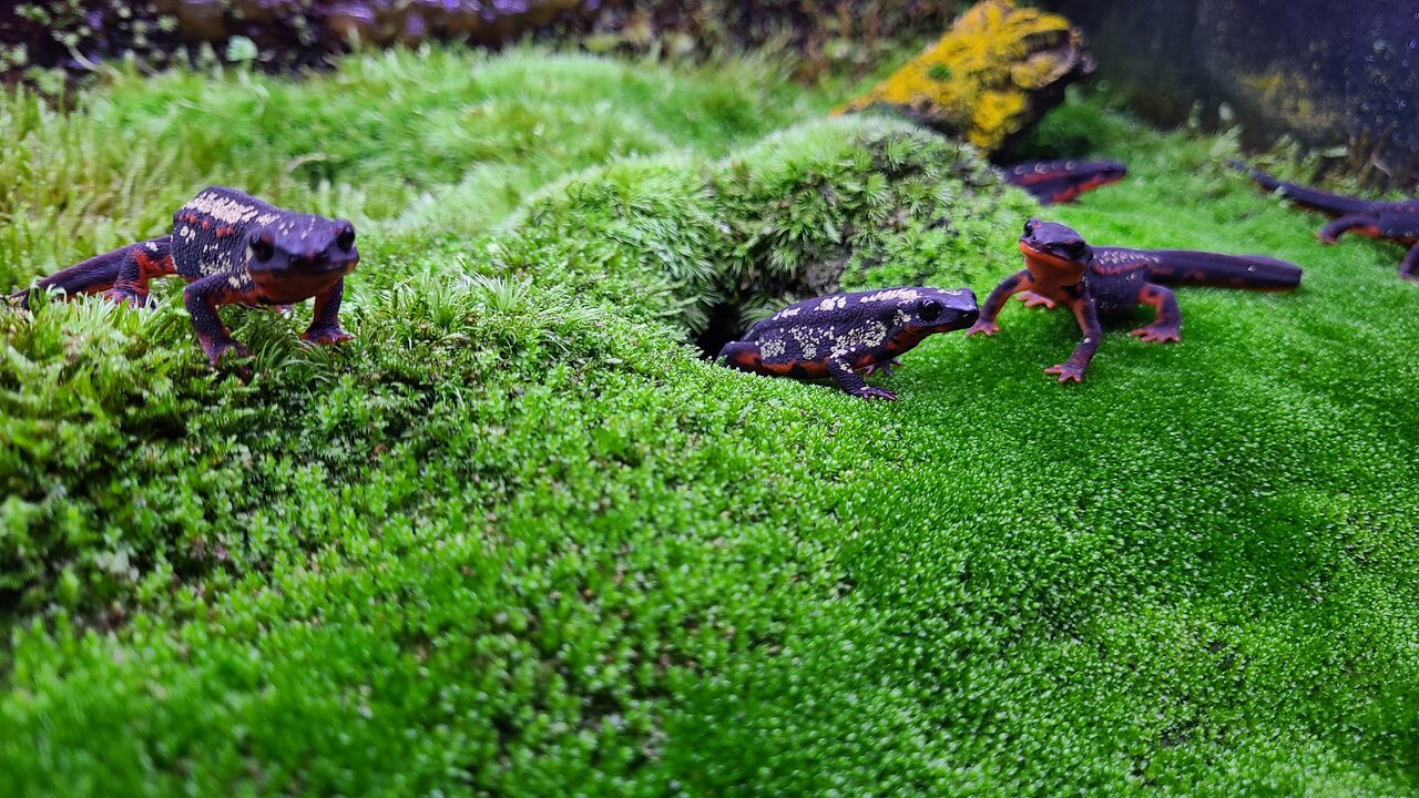 苔のトリミング : トモのイモリ記録