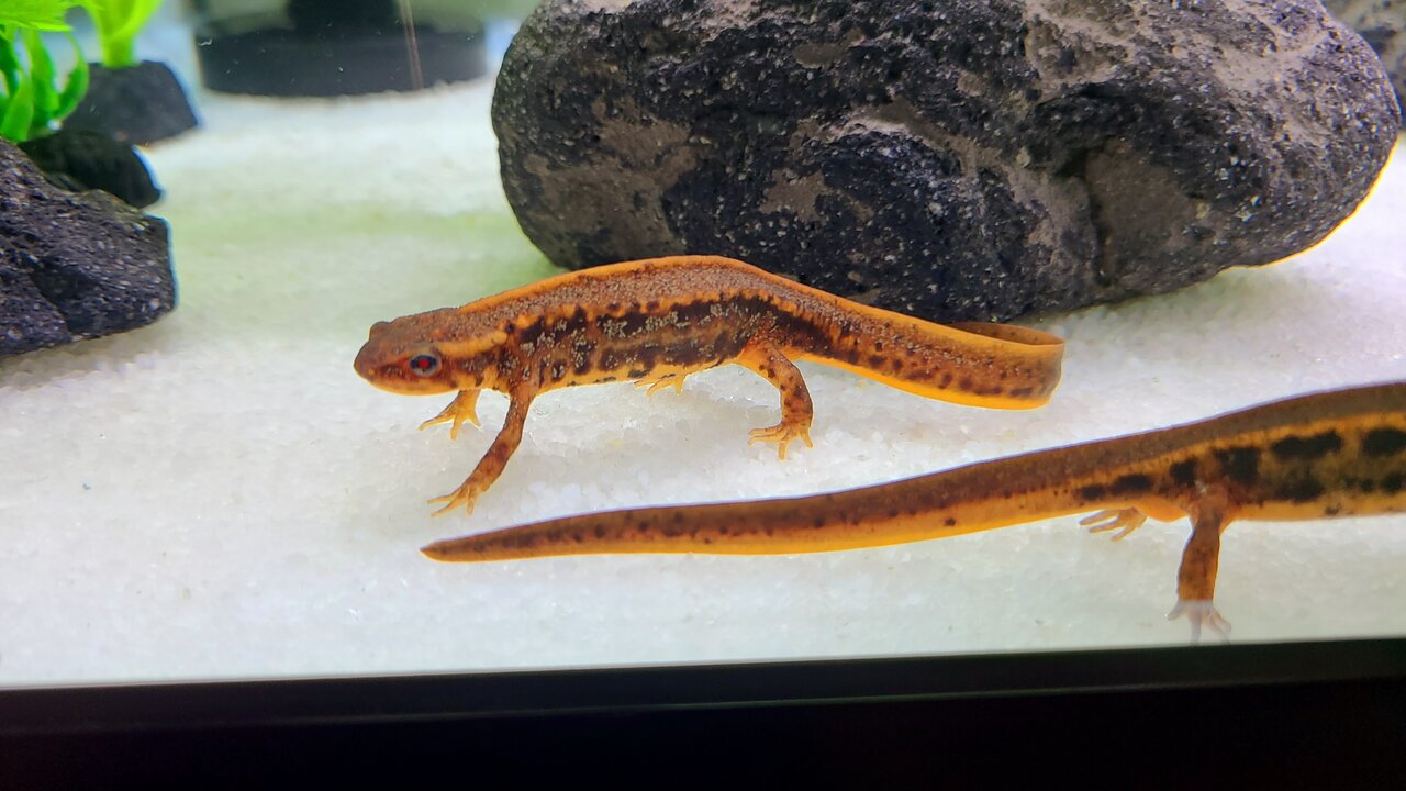 アマミシリケンイモリ 2019CB : トモのイモリ記録