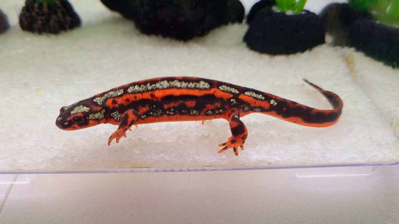 ①　オキナワシリケンイモリ　2021CB　3匹 オキナワシリケンイモリ金箔多めCB ※配合飼料食べます | 日本改良