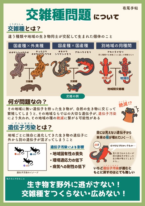 イモリのハイブリッド : トモのイモリ記録