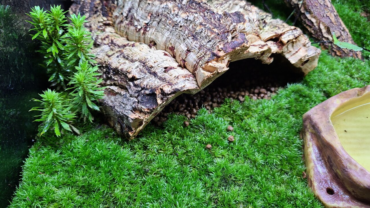 グラステラリウム3030 生体導入 : トモのイモリ記録