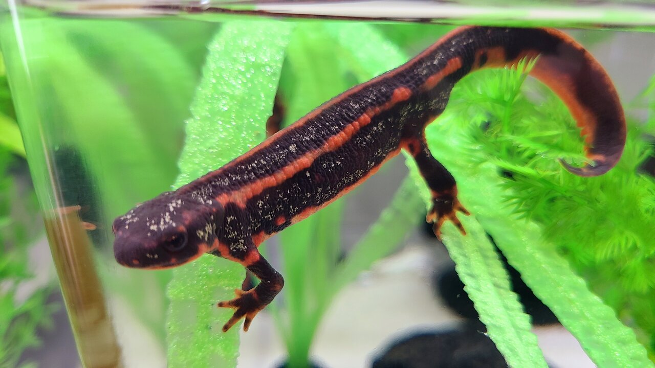 ☆厳選個体☆ オキナワシリケンイモリ トリオ ④ ☆厳選個体☆ オキナワシリケンイモリ トリオ ①