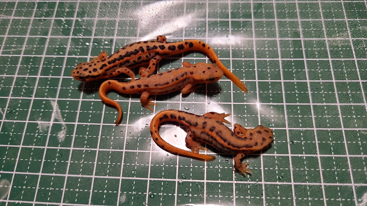 受付終了】マダライモリ(2024CB)トリオ ♂×1 ♀×2 両生類 イモリ