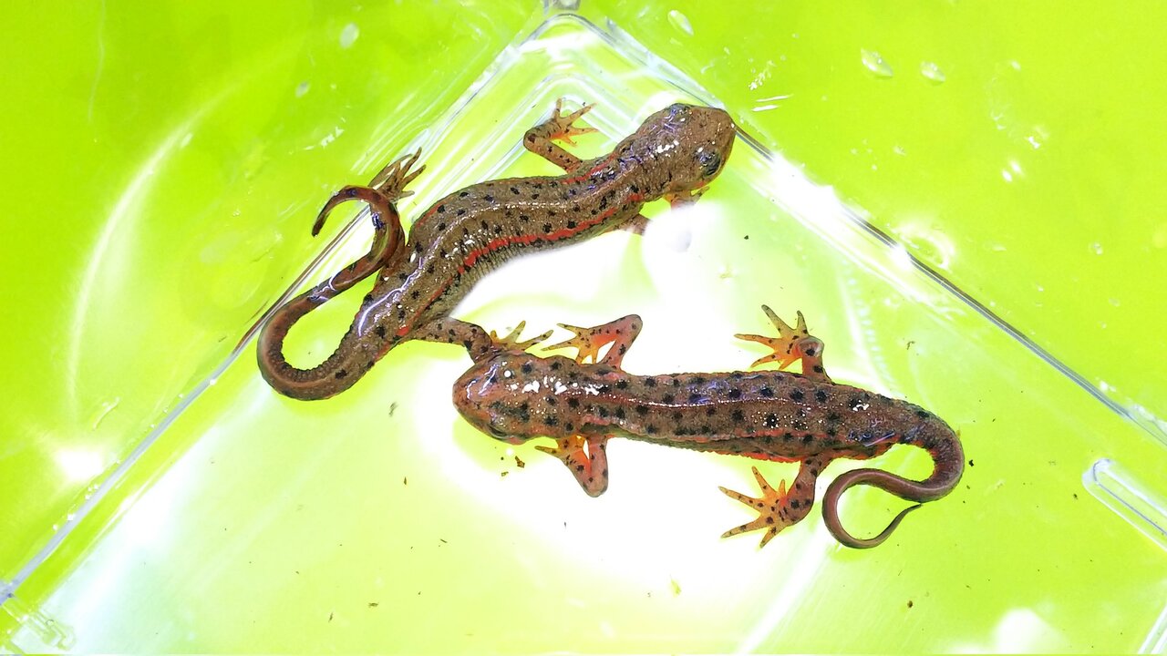 五島列島 福江島 アカハライモリ 3匹 + 保証1匹 残り僅か