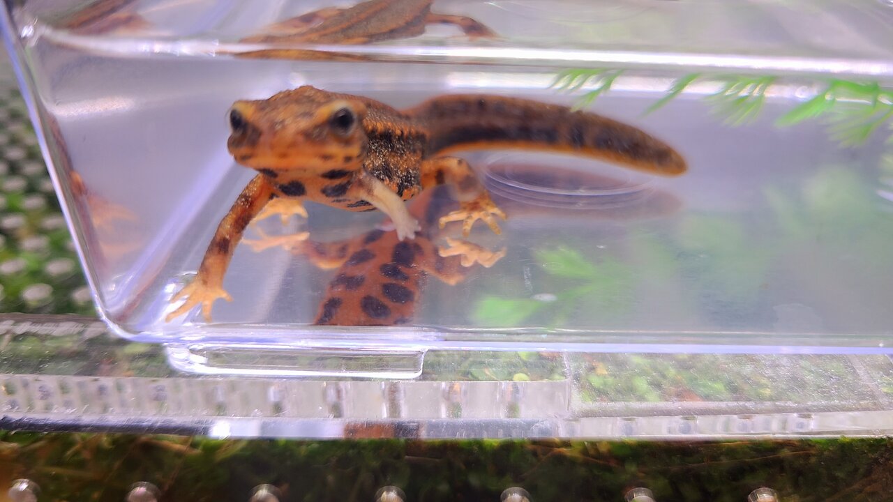 イモリに噛まれた(02)