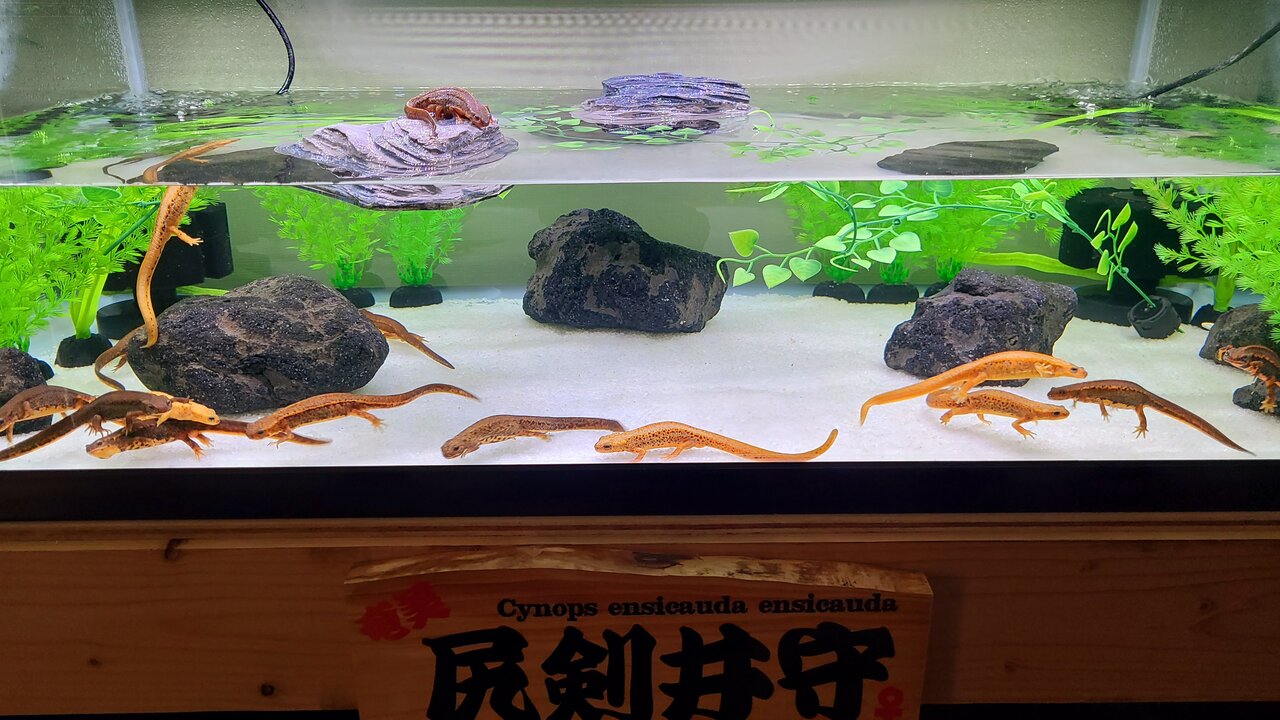 水槽の水垢ケア : トモのイモリ記録