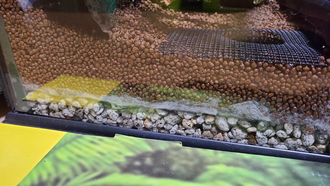 グラステラリウム3030 : トモのイモリ記録