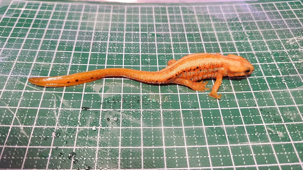 アマミシリケンイモリ幼生 約40匹 アマミシリケンイモリ幼生 約40匹