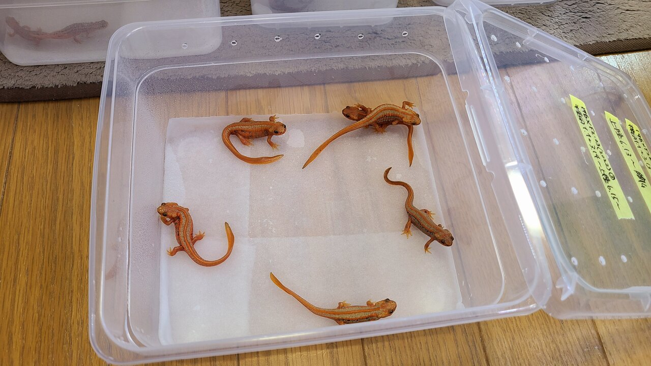 イモリ複数種+ケージ類全て