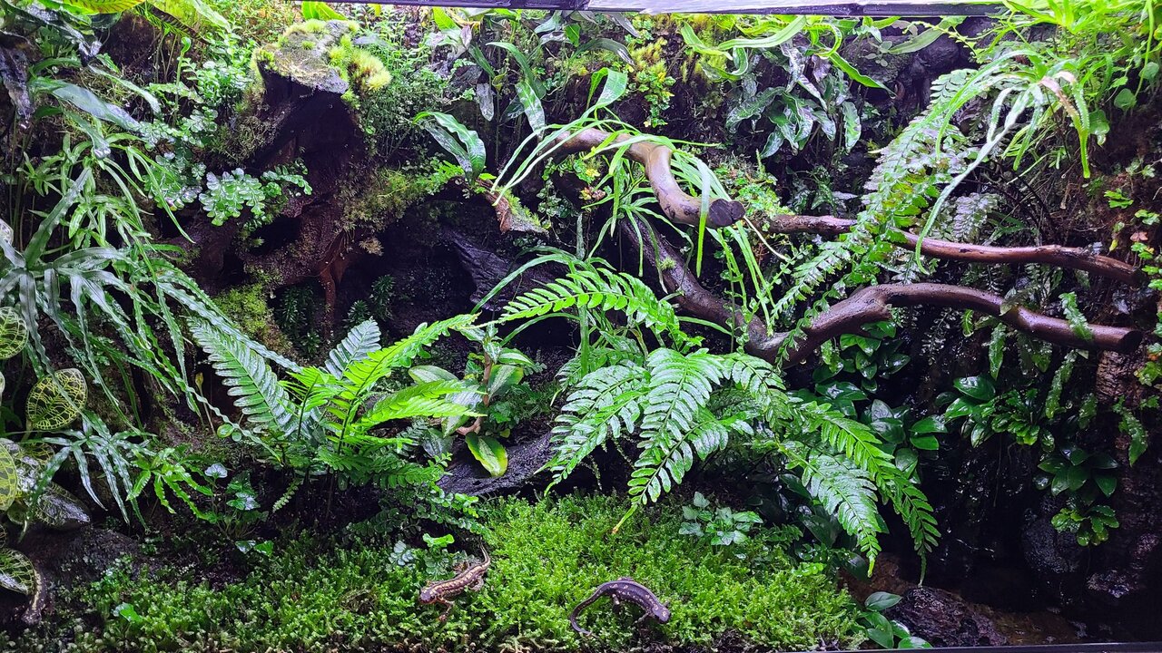 ☆Mii☆プロフ読んで下さい★　アクアテラリウム　イモリウム ☆Mii☆プロフ読んで下さい☆様専用 アクアテラリウム イモリウム