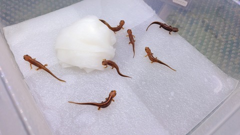 アカハライモリ　上陸後　幼体×7 イモリ幼体の育て方完全ガイド｜上陸後の環境・餌・注意点を徹底解説