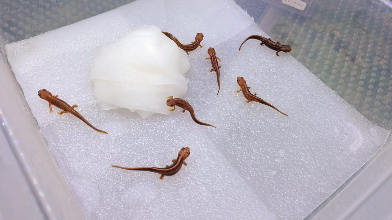 シリケン上陸幼体との駆け引き トモのイモリ記録 シリケン上陸幼体との駆け引き トモのイモリ記録