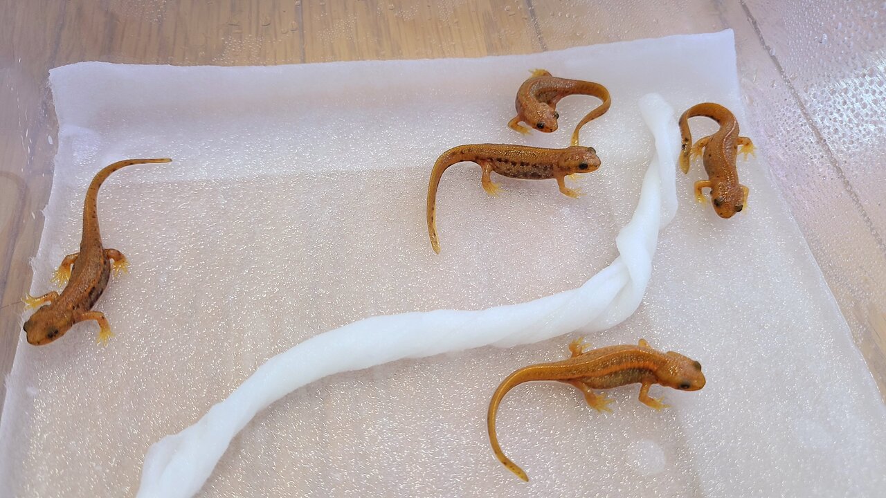 とんぶり市 2023CB出品予定参考 : トモのイモリ記録