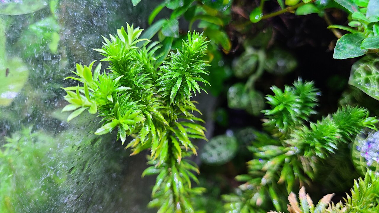 イモリのビバリウムの植物色々 : トモのイモリ記録