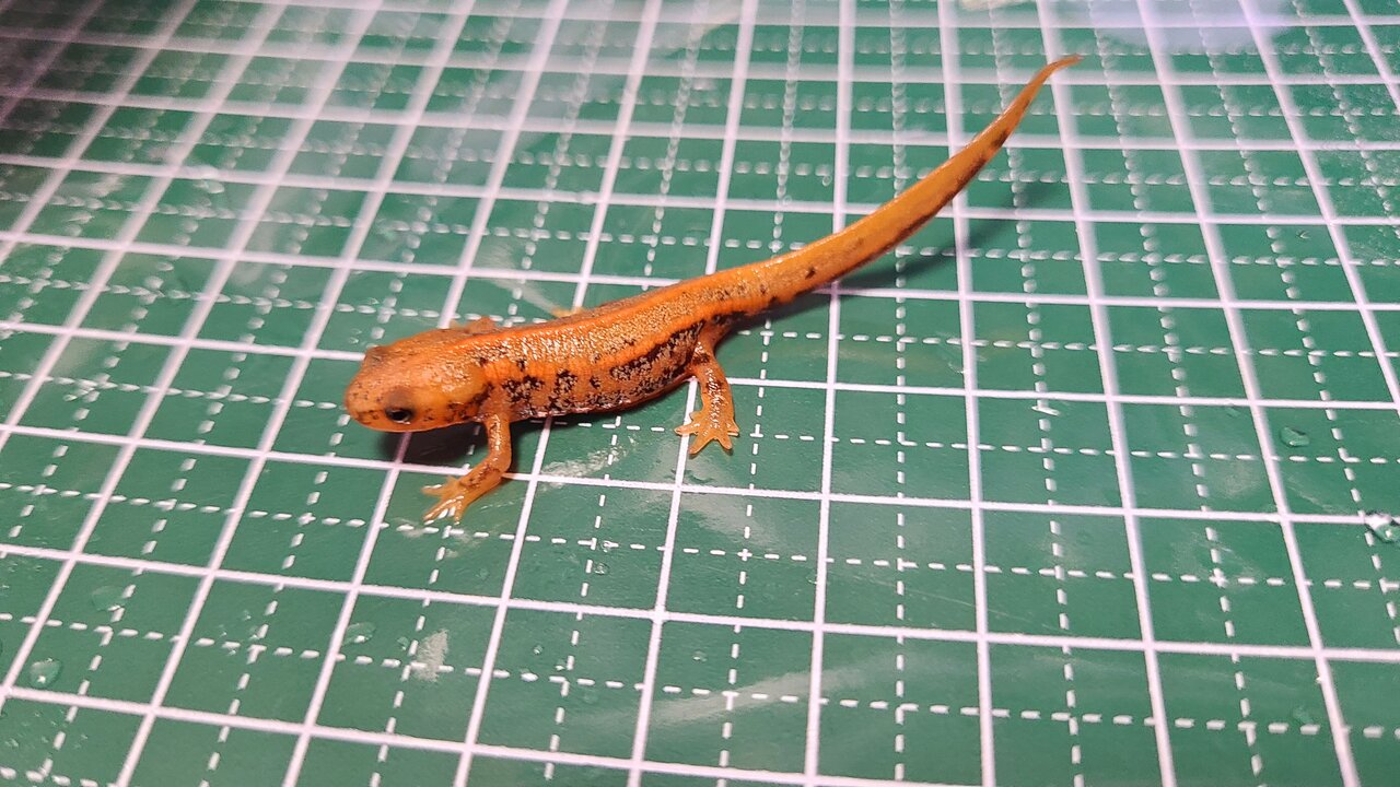 アマミシリケン2022CB : トモのイモリ記録