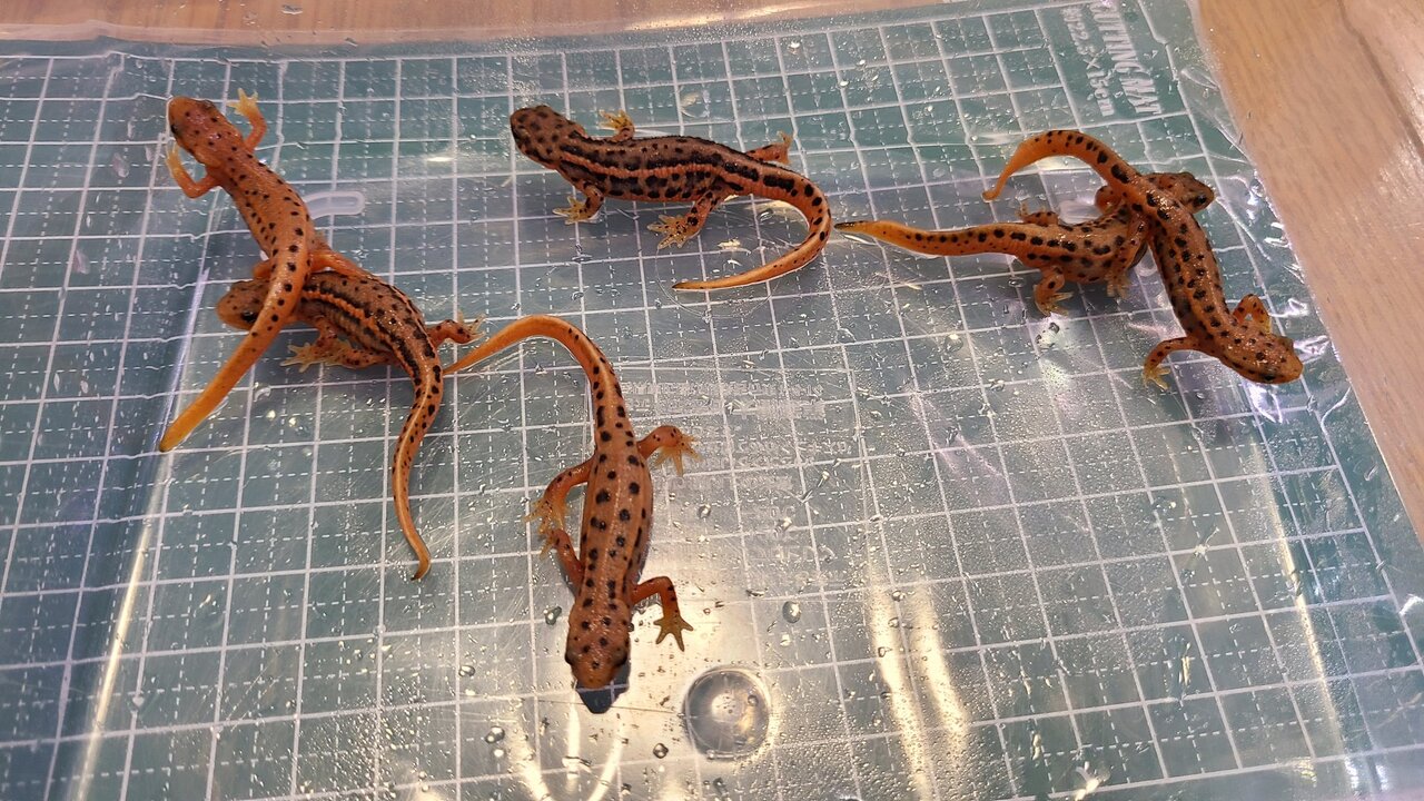 五島列島 福江島 アカハライモリ 3匹 + 補償1匹