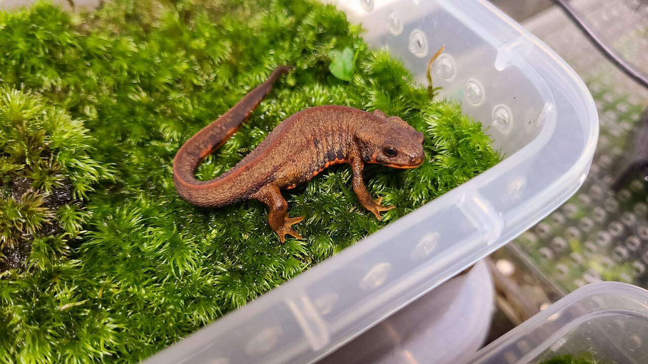 アマミシリケンイモリ 2021CB : トモのイモリ記録