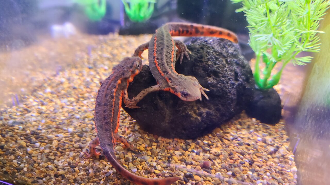 五島列島 福江島 アカハライモリ 幼体3匹 + 補償1匹 ➃