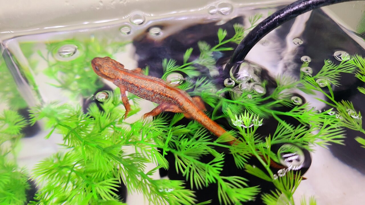 アマミシリケンイモリ卵10個