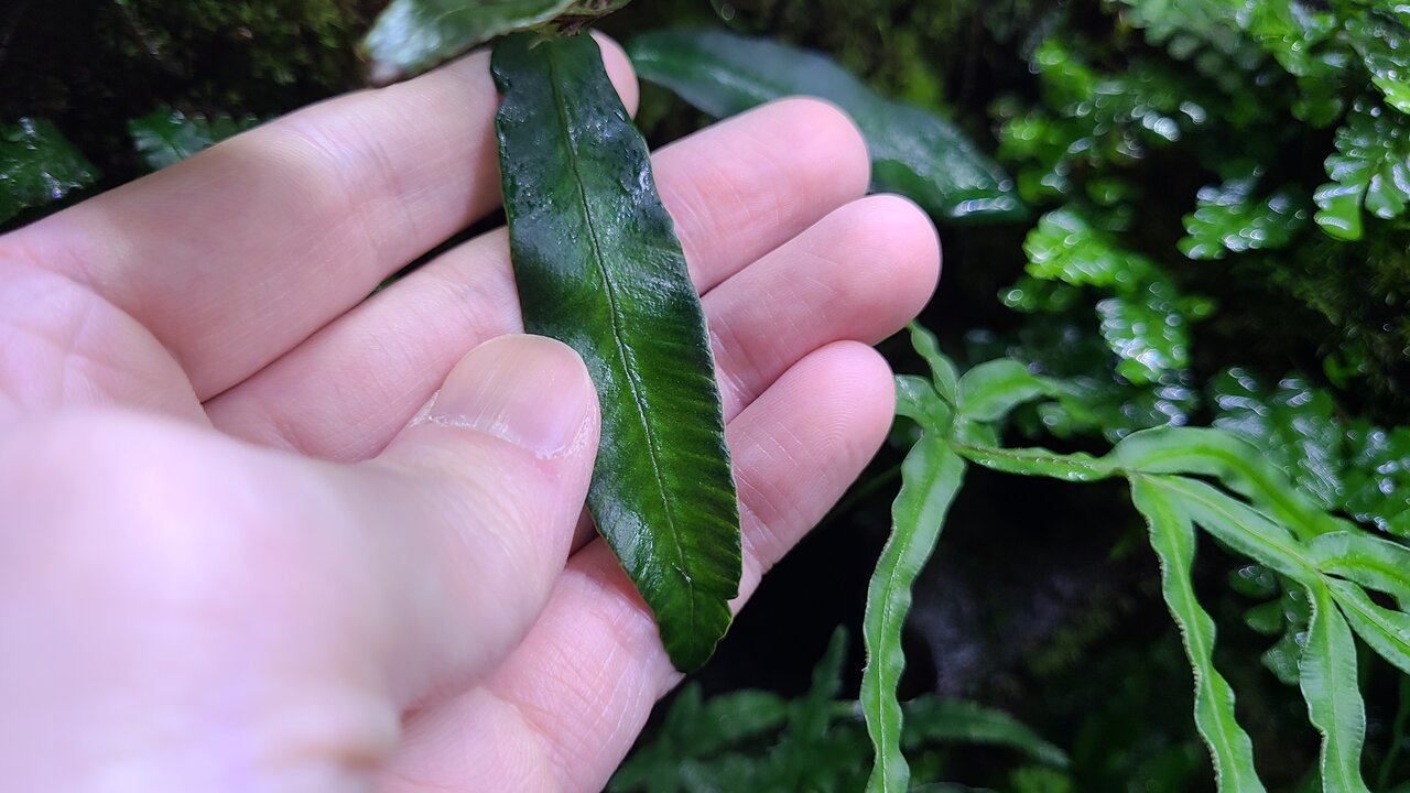イモリのビバリウムの植物色々 : トモのイモリ記録