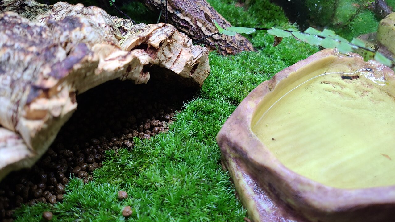 グラステラリウム3030 生体導入 : トモのイモリ記録