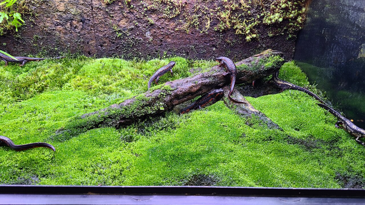 苔のトリミング : トモのイモリ記録