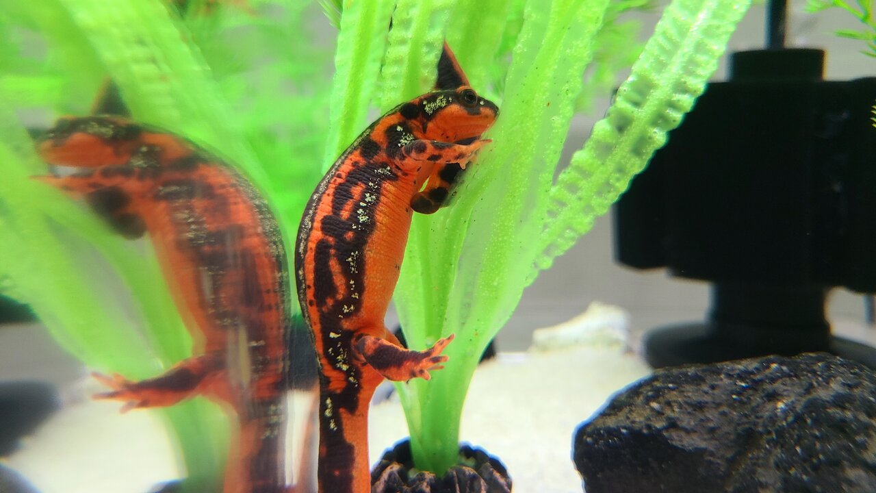 オキナワシリケンイモリ2024CB : トモのイモリ記録