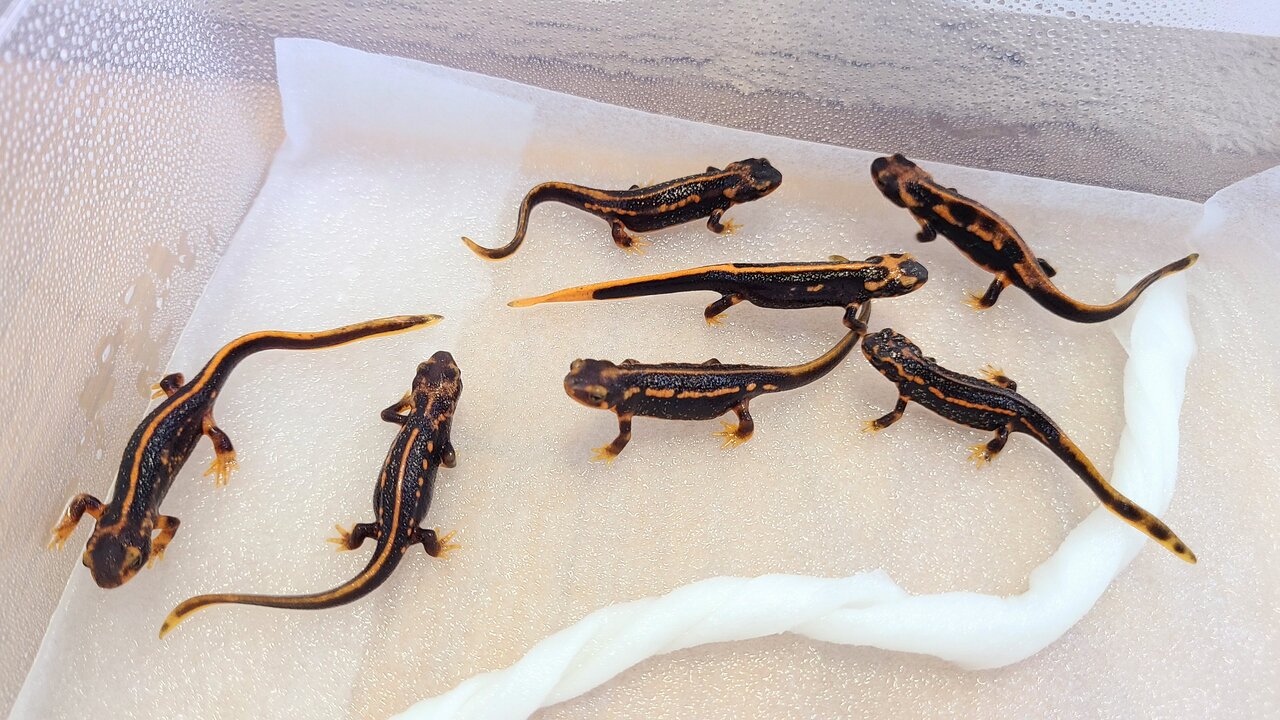 とんぶり市 2023CB出品予定参考 : トモのイモリ記録