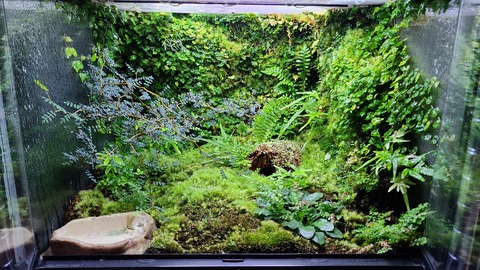 イモリのビバリウム : トモのイモリ記録