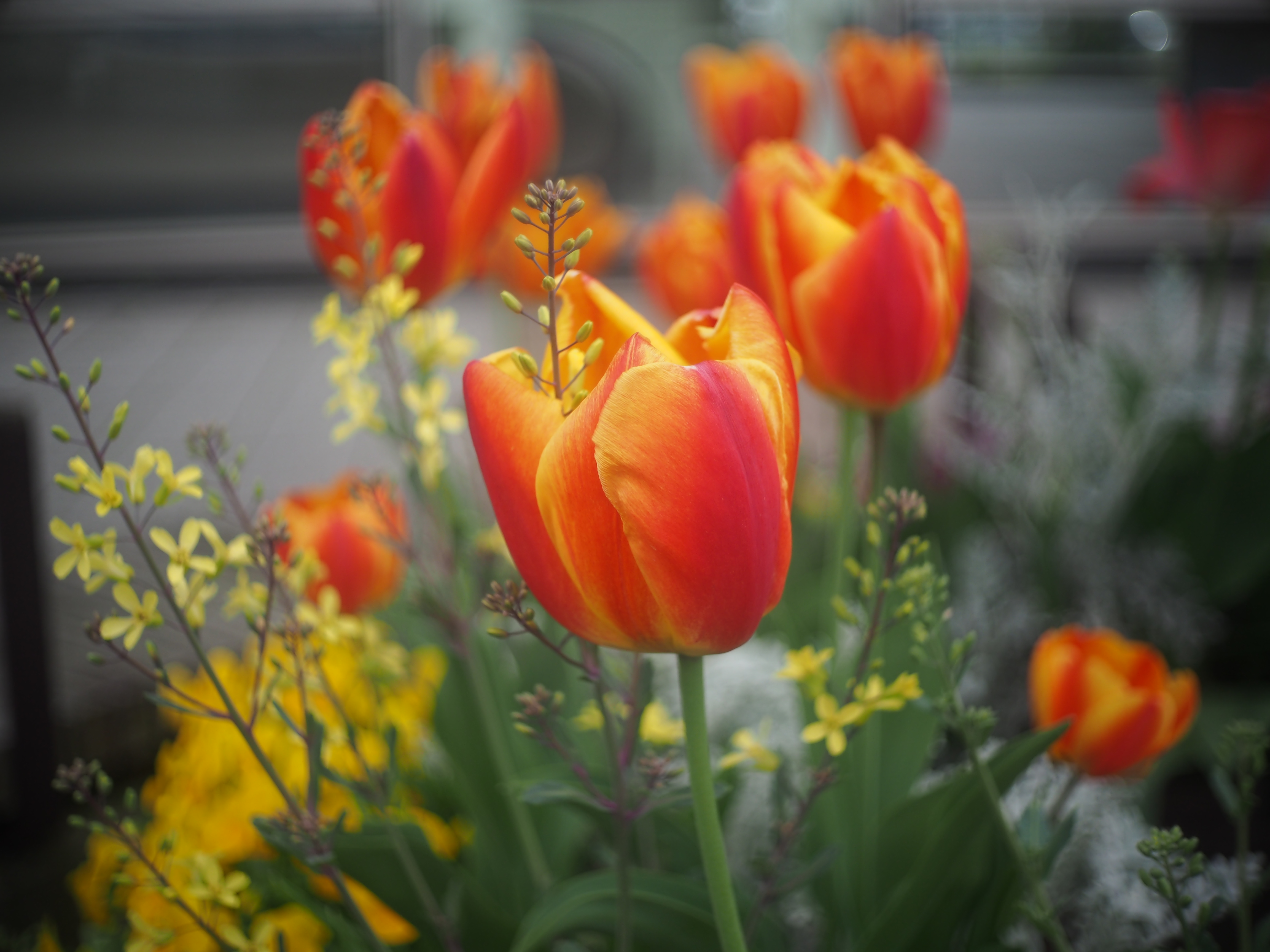 フィルムカメラ ANGENIEUX PARIS 25mm 1.4 フィルムカメラ ANGENIEUX