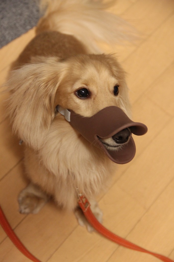 かわいい口輪で ミニチュアダックス ミッキー