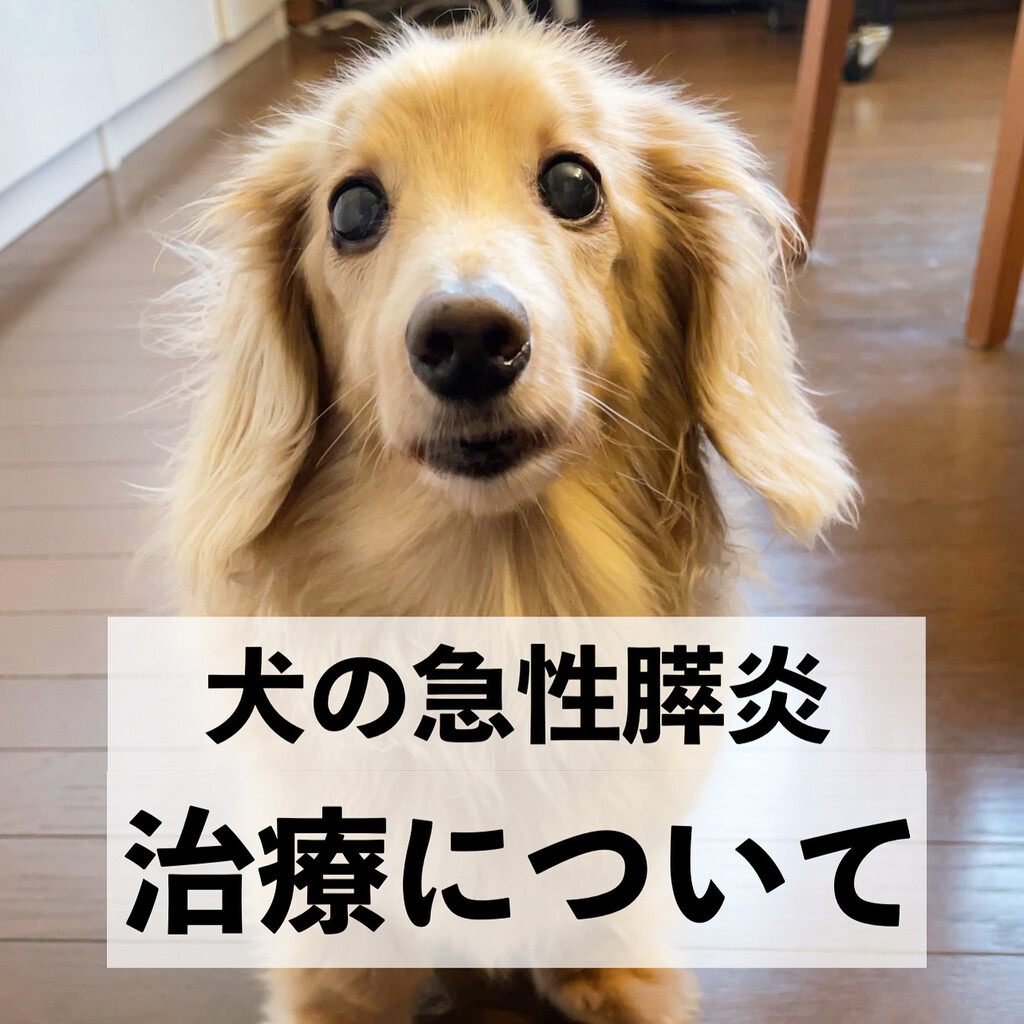 急性膵炎の治療について ミニチュアダックス ミッキー