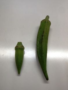 P9124427