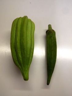 P9124446