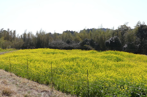 P1380754 - コピー