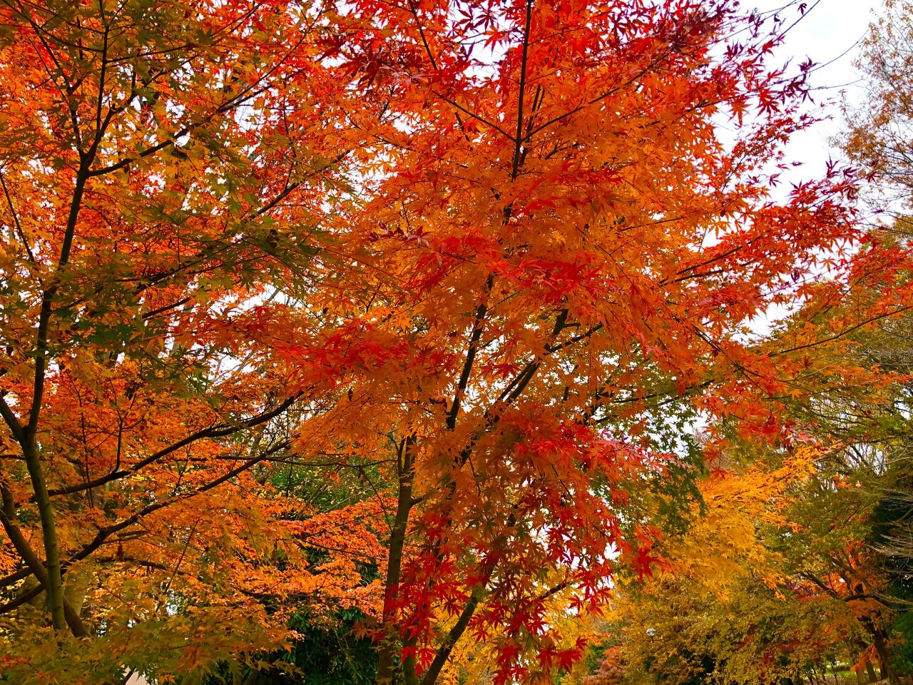 54A8B95E-B516-444F-87F6-01EFEE11512F