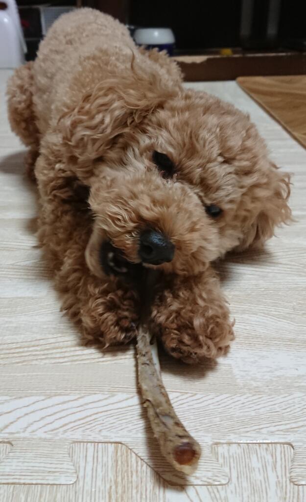 歯石取り豚あばらボーン効果 甘えんぼトイプー あんちゃんと雑記2