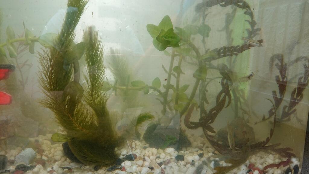 水槽の変化 甘えんぼトイプー あんちゃんと雑記2