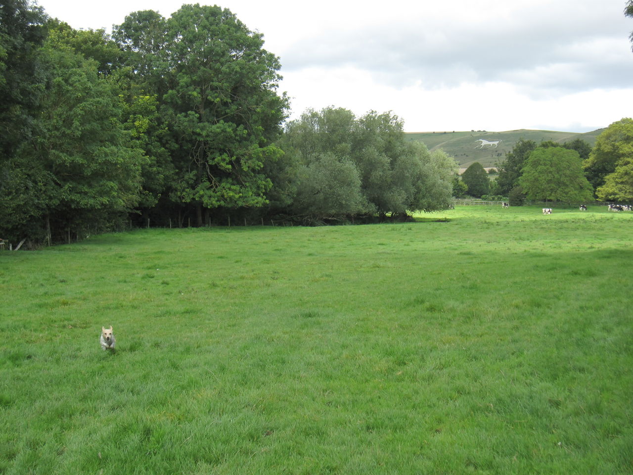 同級生roseの実家へ イギリス ウィルトシャー州 ともえのうらら