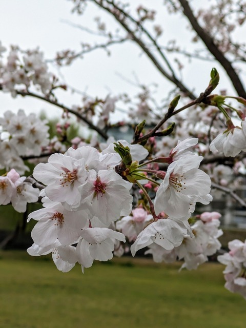 PXL_20240405_023734043