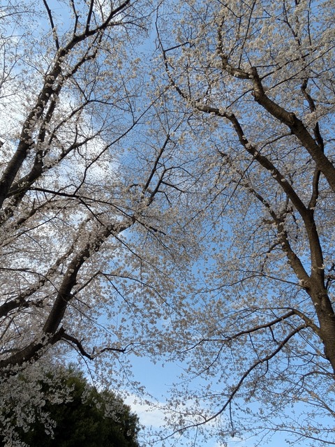PXL_20250330_065251250