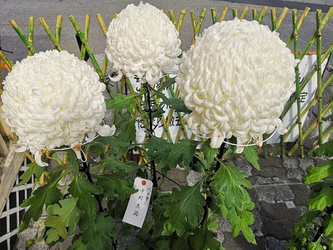 line_349470384276831