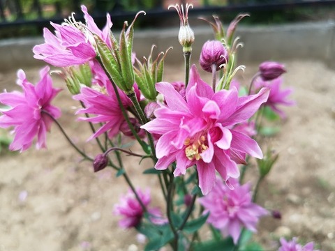 IMG_20200509_152507繧ｪ繝繝槭く