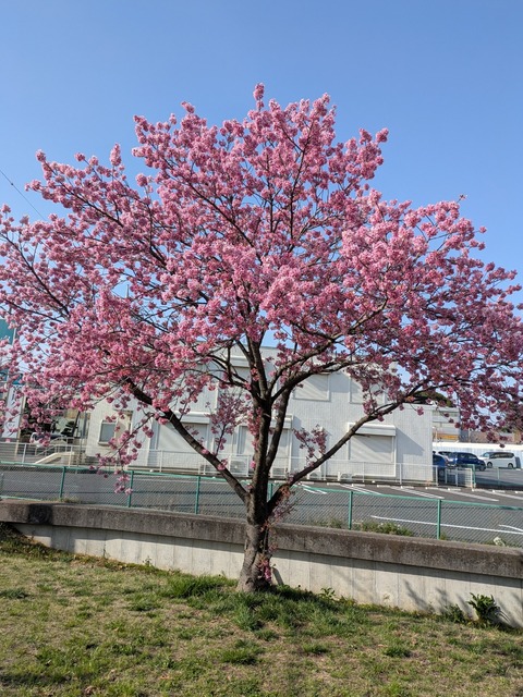 PXL_20250330_062415894