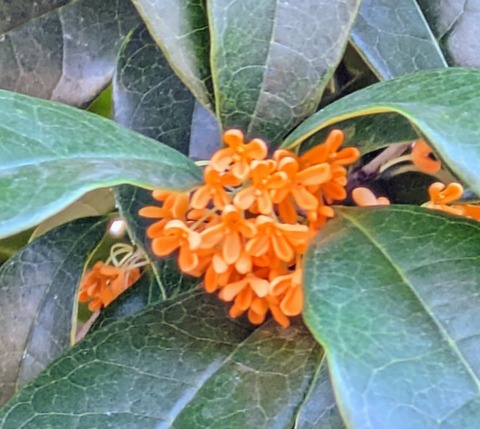 PXL_20231016_051449619